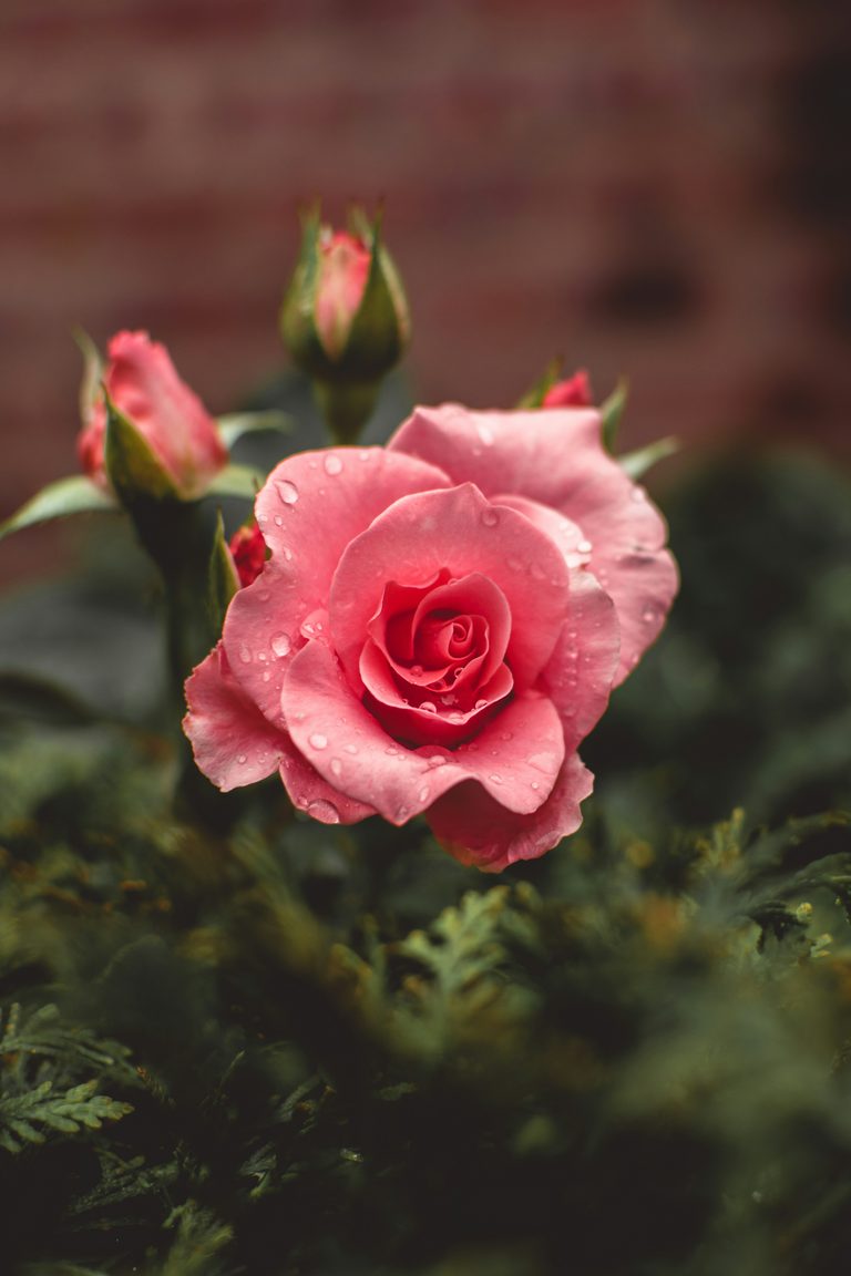 Rose of Sharon